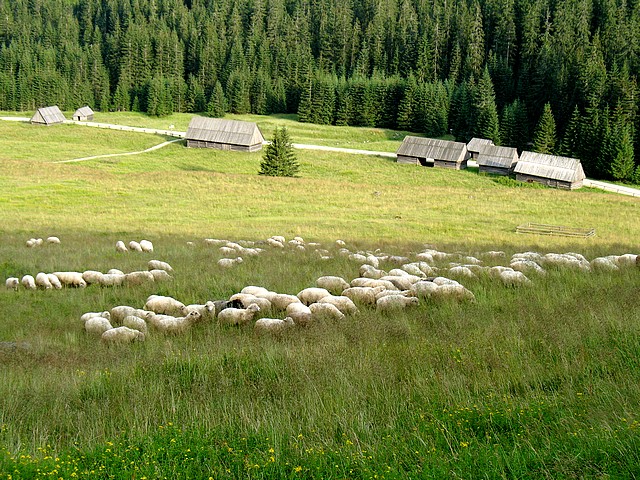 Wypas owiec w Dolinie Chochołowskiej (Fot. Ł. Kurbiel)