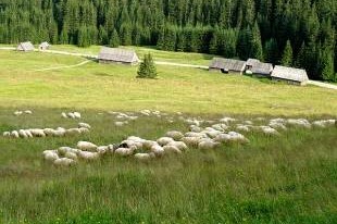Wypas owiec w Dolinie Chochołowskiej (Fot. Ł. Kurbiel)  » Click to zoom ->