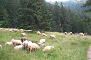 Wypas owiec w Dolinie Chochołowskiej (Fot. Ł. Kurbiel)  » Click to zoom ->