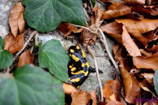 Salamandra Plamista  » Click to zoom ->