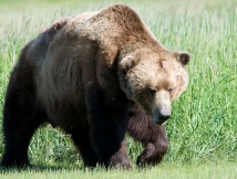 Na tatrzańskich szlakach znowu tłumy: trzeba uważać na niedźwiedzie.