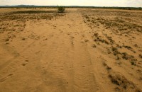 Pustynia Błędowska powoli zaczyna znów przypominać pustynię.